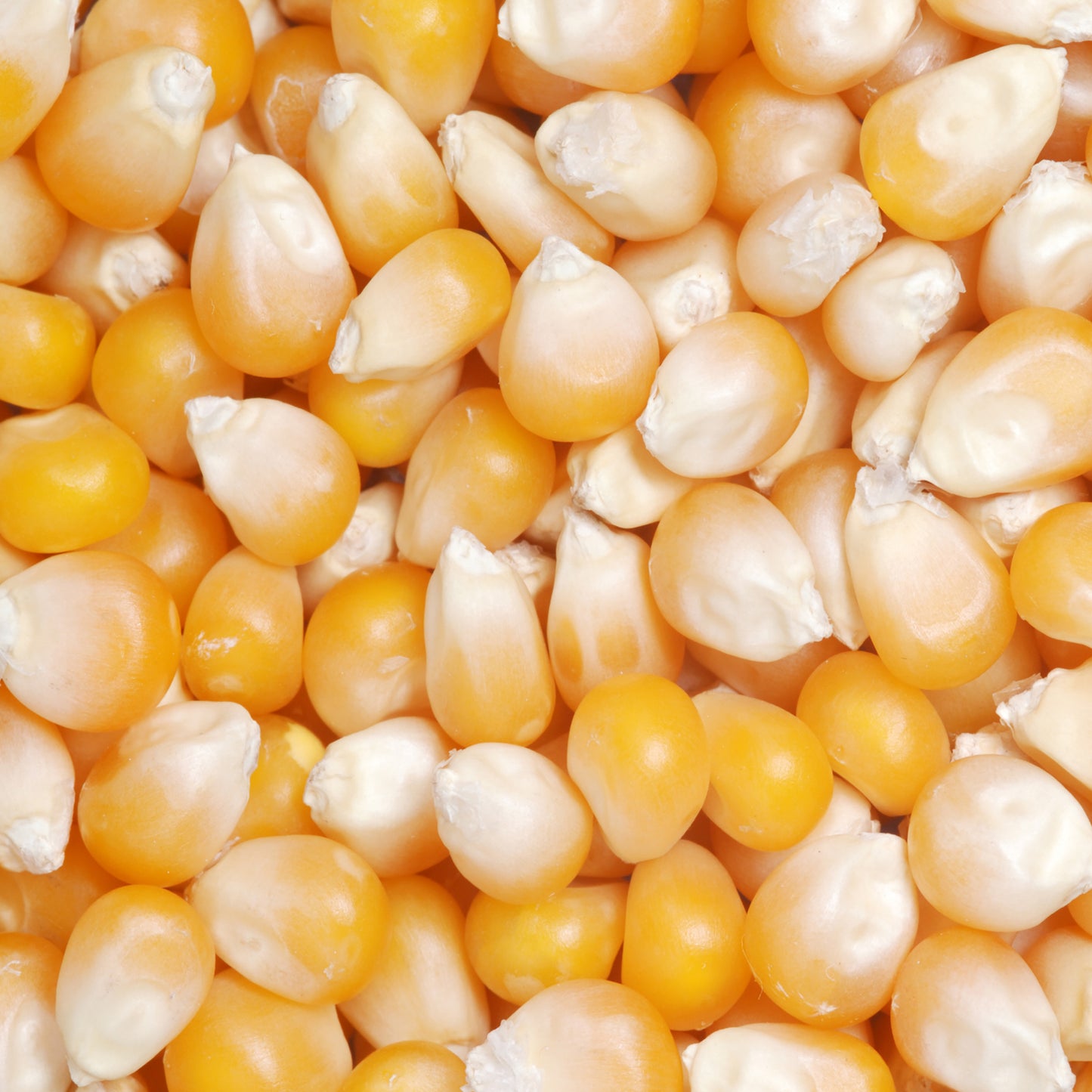 Great Northern Popcorn 12.5LB Bag Yellow Kernels